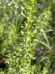 Brickellia laciniata, photograph author not stated, no rights reserved