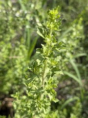 Brickellia laciniata