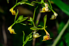 Epidendrum veroscriptum