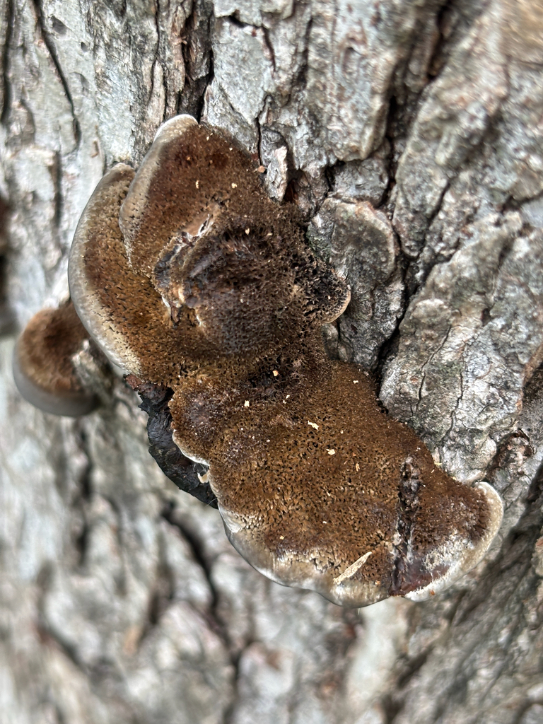 Hexagonia hydnoides · April 2026 · photo: © samantha_knight (iNaturalist, cc-by)