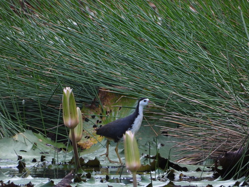 Amaurornis phoenicurus