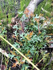 Grevillea acanthifolia