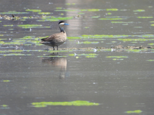 Puna Teal (Spatula puna), photo 5