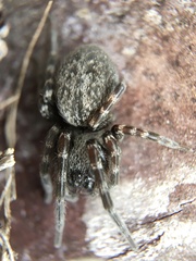 Badumna longinqua