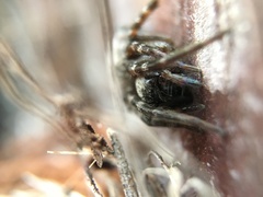 Badumna longinqua