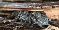 Badumna longinqua