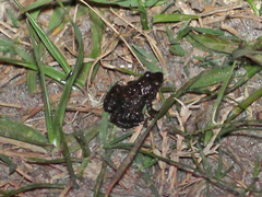 Pseudopaludicola falcipes