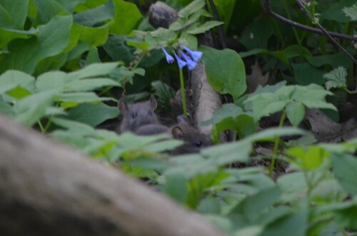 Rat photographed near here on 2026-04-22