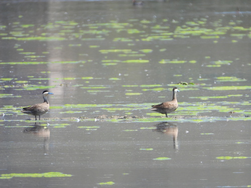 Puna Teal (Spatula puna), photo 6