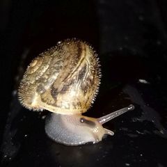 Euomphalia strigella