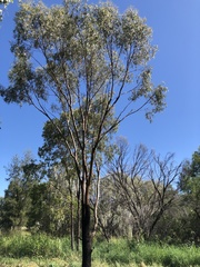 Eucalyptus thozetiana