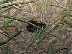 Pseudopaludicola falcipes