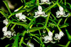 Epidendrum veroscriptum
