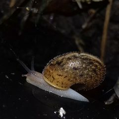 Euomphalia strigella