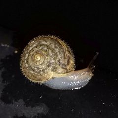 Euomphalia strigella