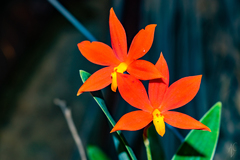 Prosthechea vitellina
