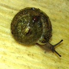 Euomphalia strigella