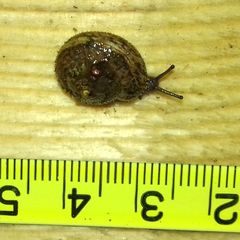 Euomphalia strigella