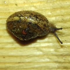 Euomphalia strigella