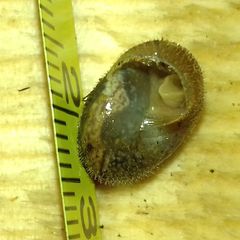 Euomphalia strigella