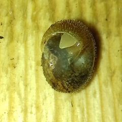 Euomphalia strigella