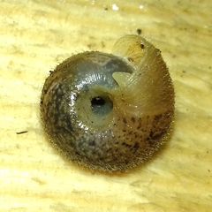 Euomphalia strigella