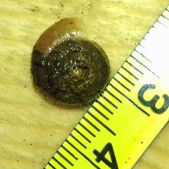 Euomphalia strigella