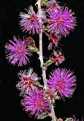 Mimosa borealis