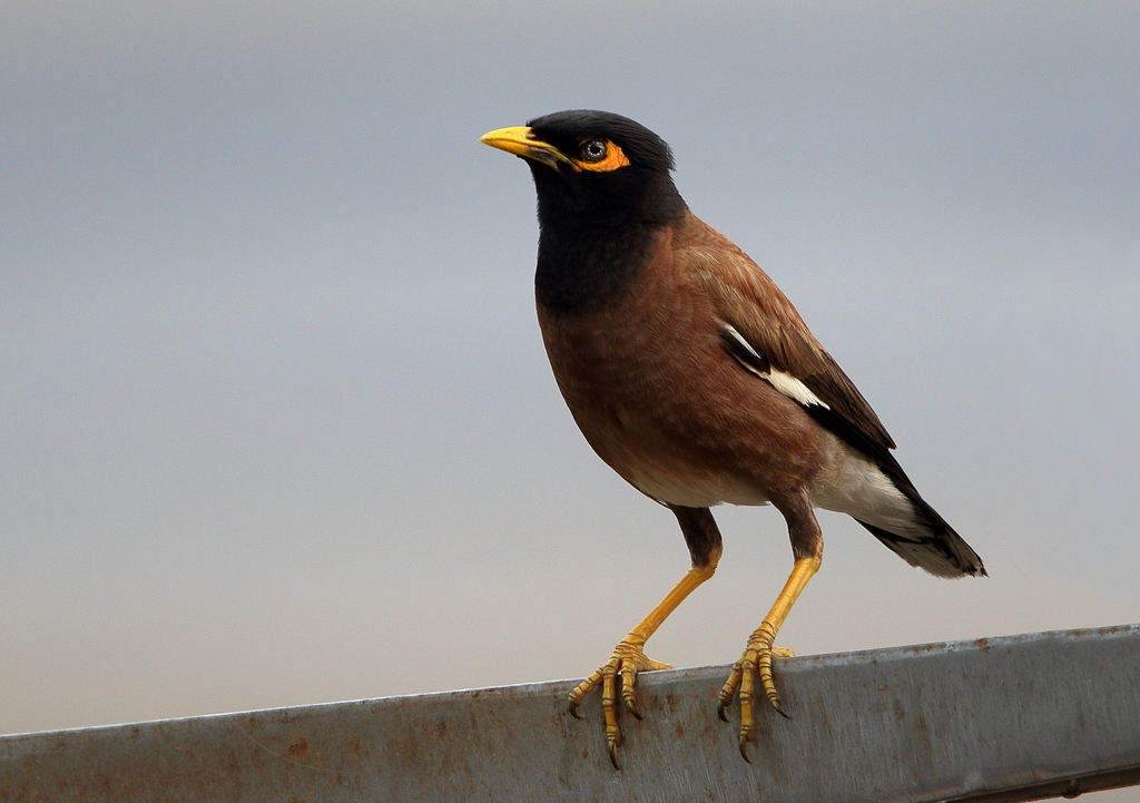 Common Myna
