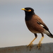 Common Indian Myna - Photo (c) Graham Winterflood, some rights reserved (CC BY-SA)