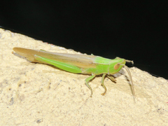 Ochrilidia