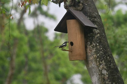 Oriental Magpie-Robin