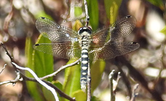 Nannothemis bella