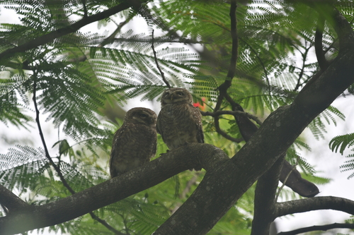 Spotted Owlet