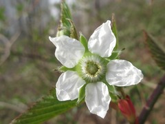 Rubus crataegifolius