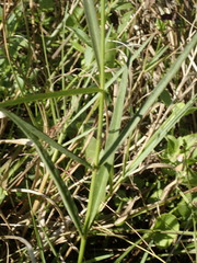 Asclepias lanceolata image