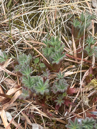Lupinus nootkatensis