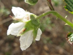 Rubus crataegifolius