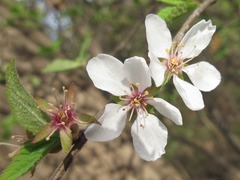 Prunus tomentosa