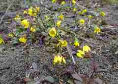 Crocidium multicaule