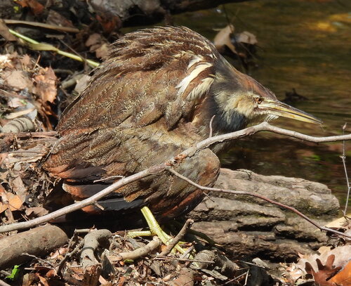 Avetoro lentiginoso (Botaurus lentiginosus)