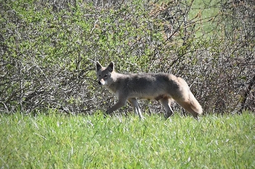 Coyote photographed in Rhode Island