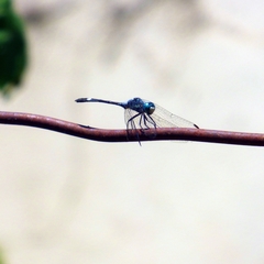 Micrathyria longifasciata