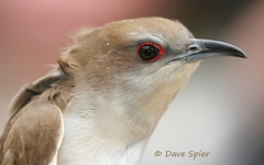 Coccyzus erythropthalmus