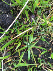 Plagiobothrys scouleri