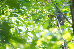 Leiothlypis ruficapilla