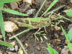 Oedaleus senegalensis