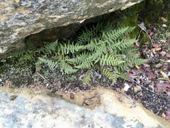 Myriopteris covillei