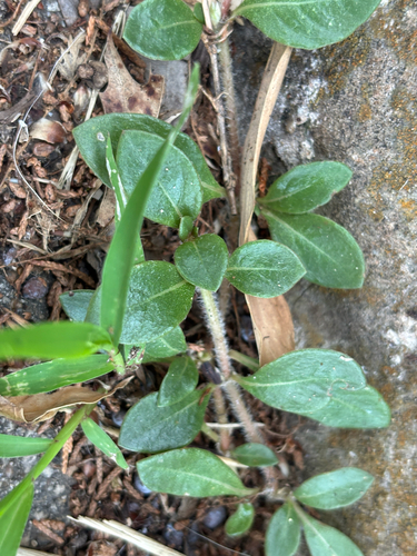 Alternanthera caracasana, photograph 5