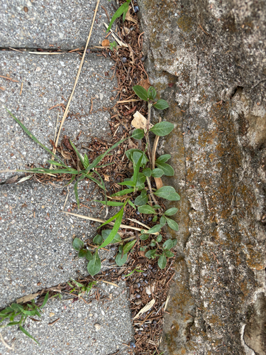 Alternanthera caracasana, photograph 6